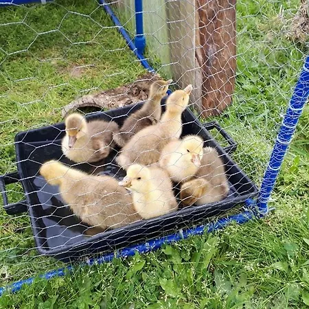 Granja Mg Homestay szállás