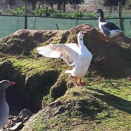 Granja Mg Δωμάτια σε οικογενειακή κατοικία