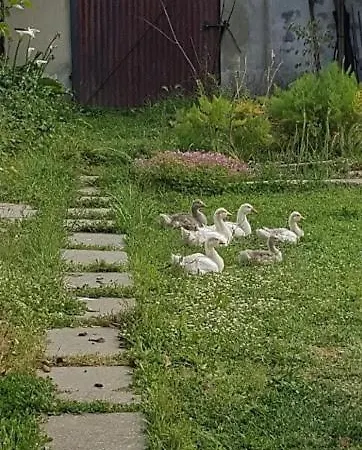 Séjour chez l'habitant Granja Mg Bombarral