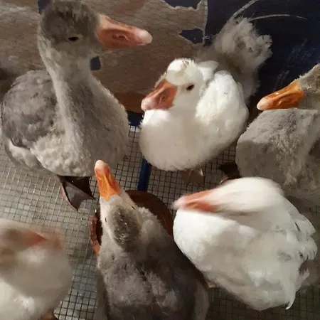 Homestay szállás Granja Mg *