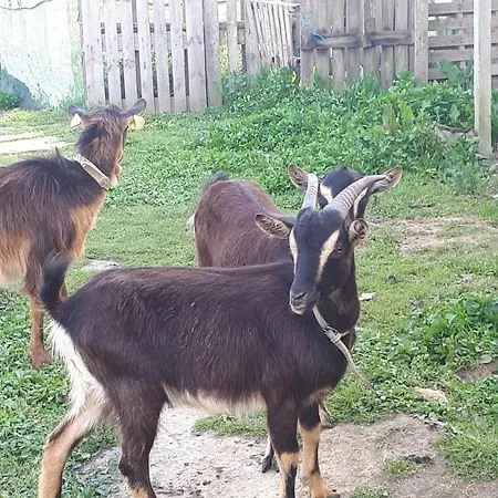 Granja Mg Homestay szállás Bombarral