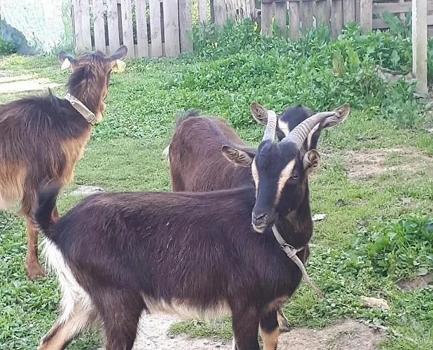 Granja Mg Kwatera prywatna Bombarral